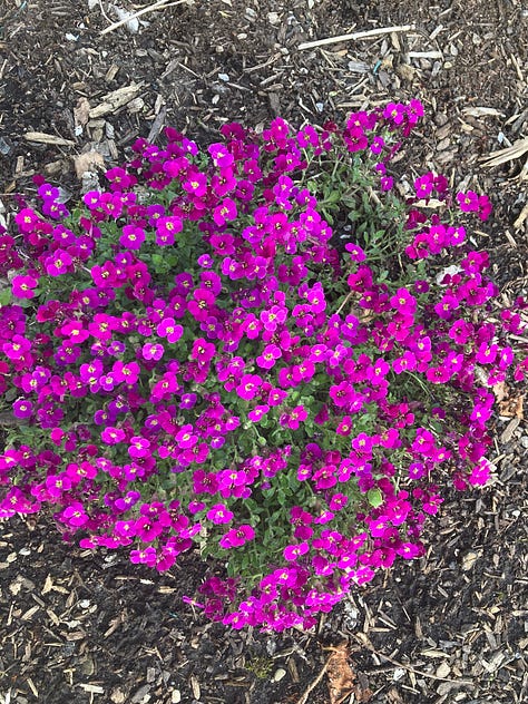 Grounded: Spring Flowers in My Garden