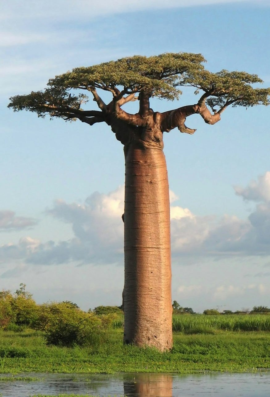 brown tree trunk on green grass field under white clouds and blue sky during daytime