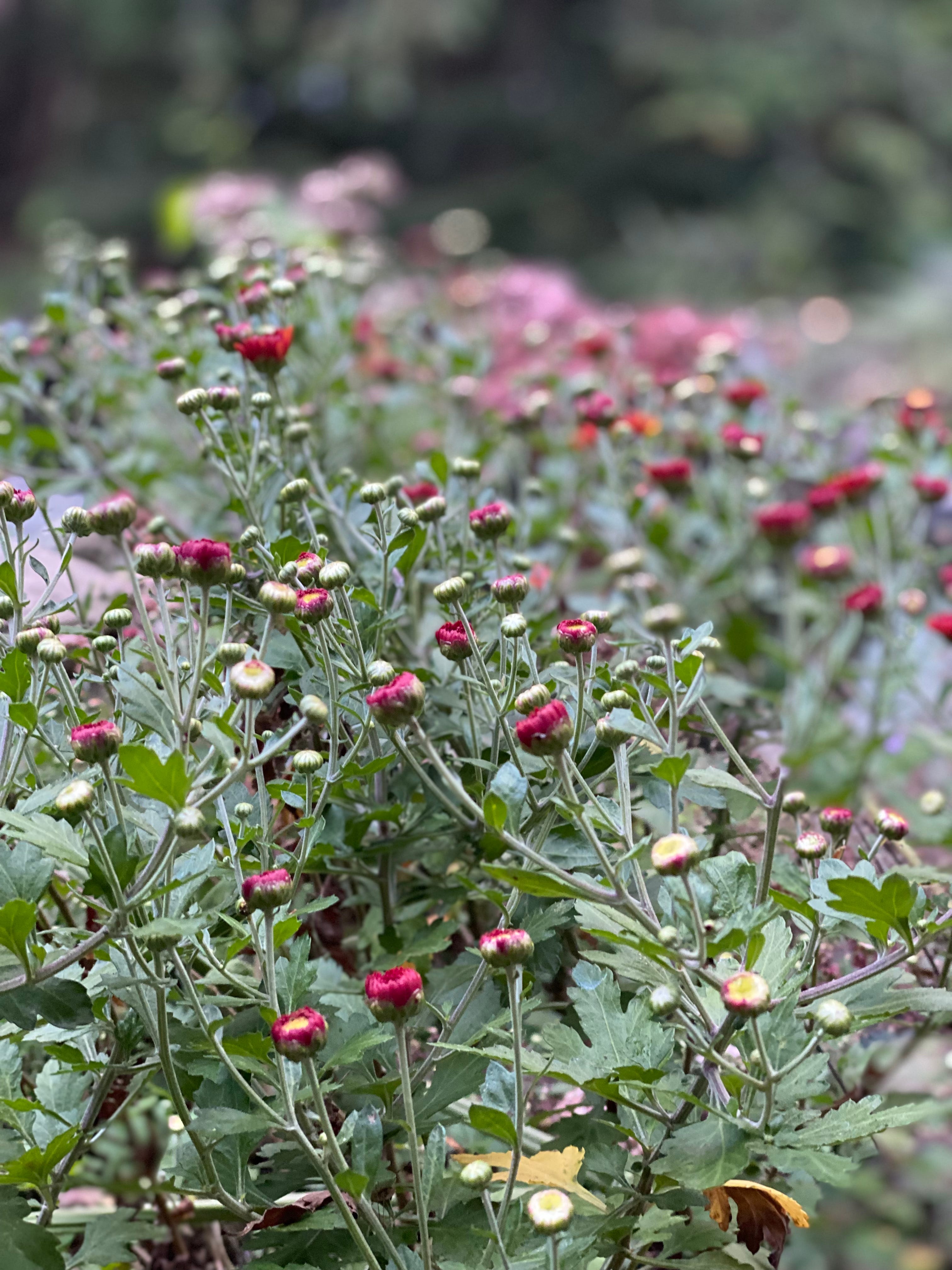 Orange-red chrysanthemums in the foreground with pink fall seedem in the background, My Forever Son, 5 Ways Suicide Grief is Different
