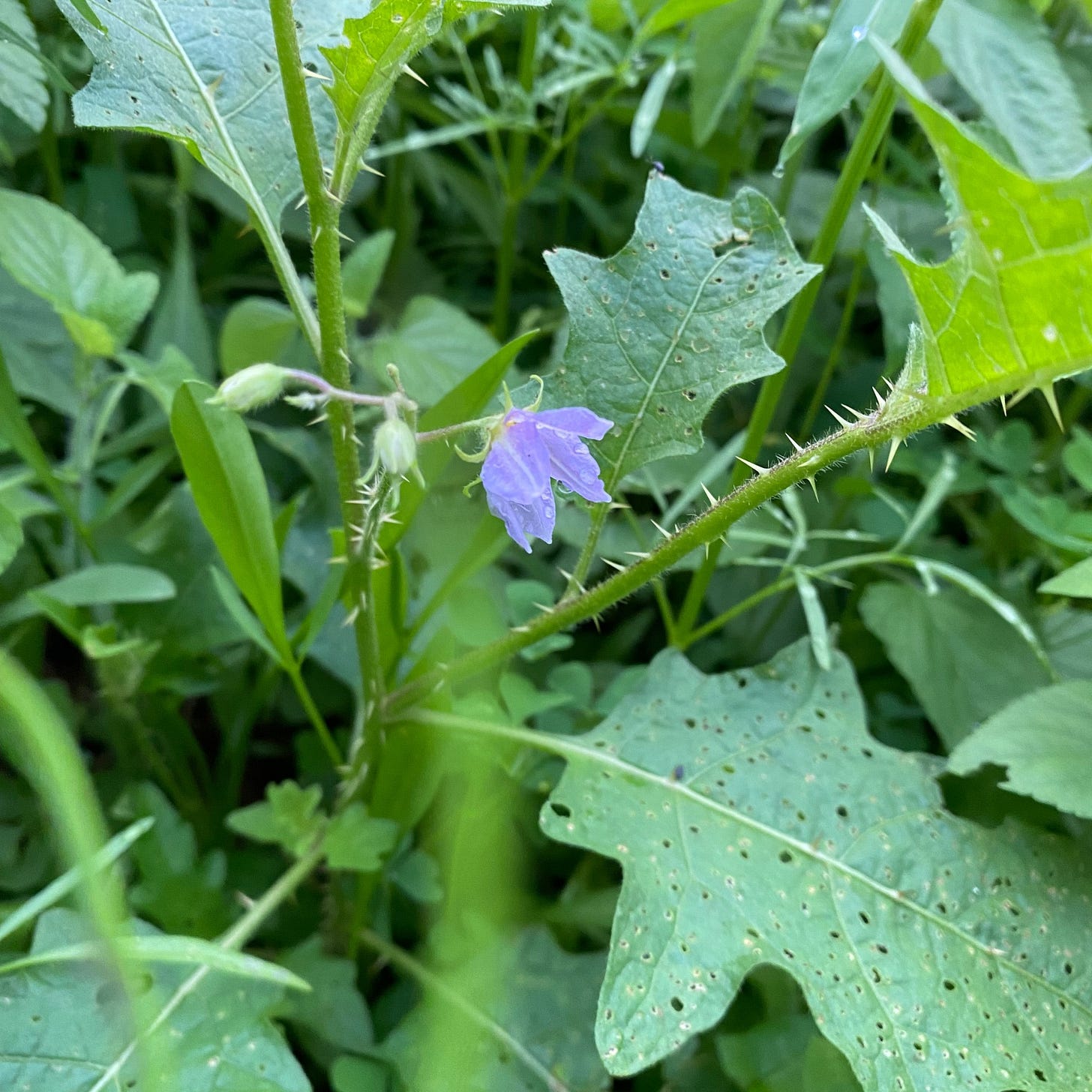 Spiderwort