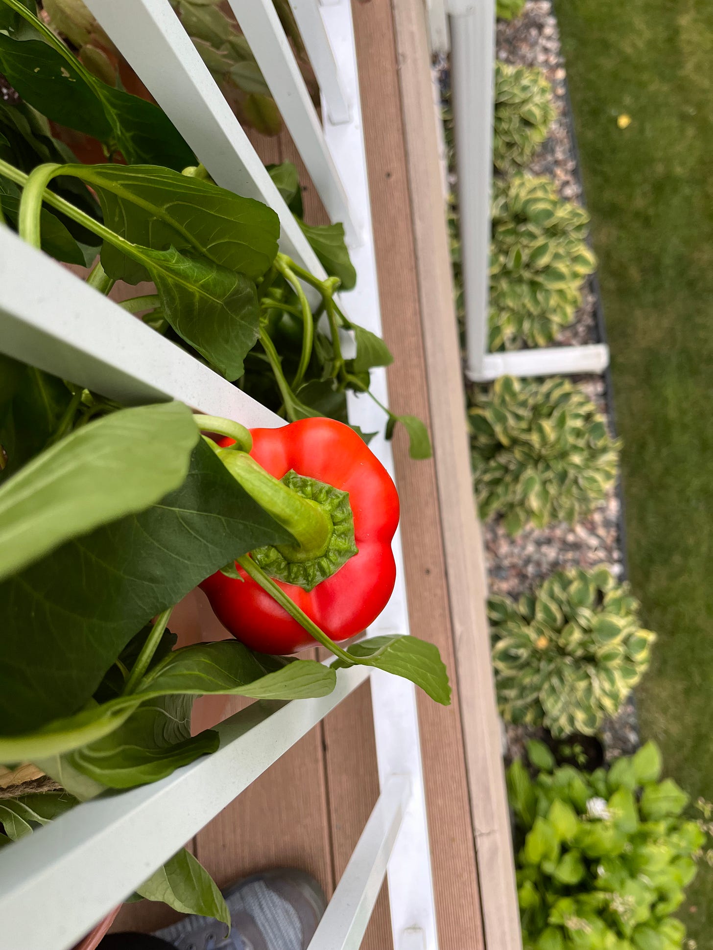 pepper plant ready to harvest over hosta