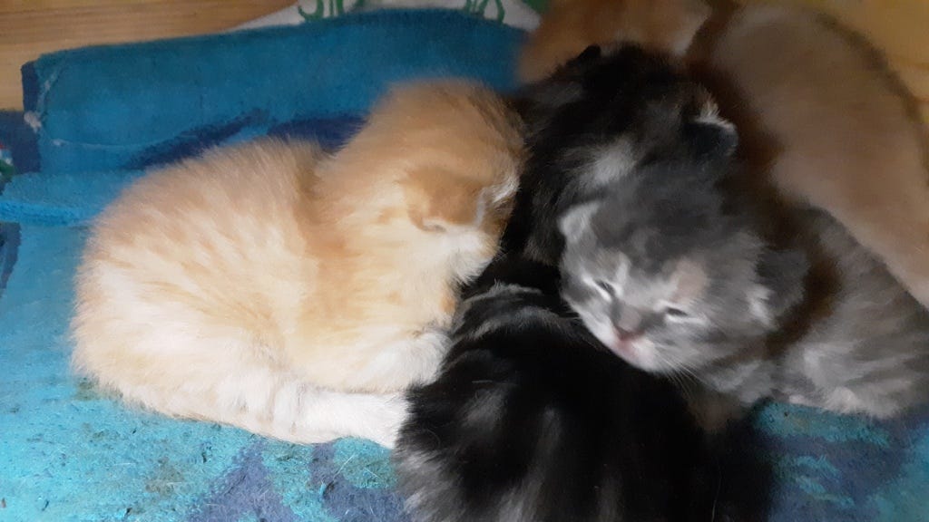 This image has an empty alt attribute; its file name is smudges-2-dark-kitties.jpg