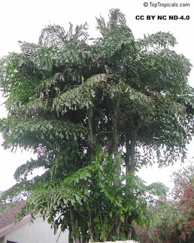 A large bushy palm tree with multiple trunks A large bushy palm tree with multiple trunks