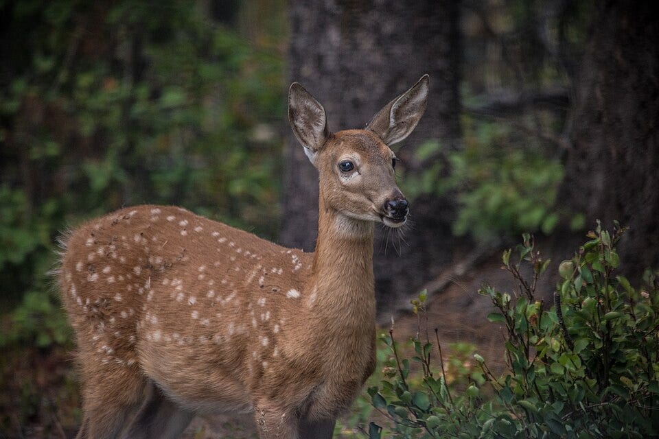 File:White-tailed Deer - Odocoileus virginianus (51360828067).jpg