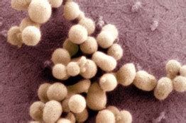 Hello, Cynthia! First Man-Made Cell! | TIMnovate Hello, Cynthia! First Man-Made Cell! | TIMnovate
