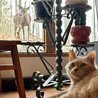 The Sunday Paws: #7