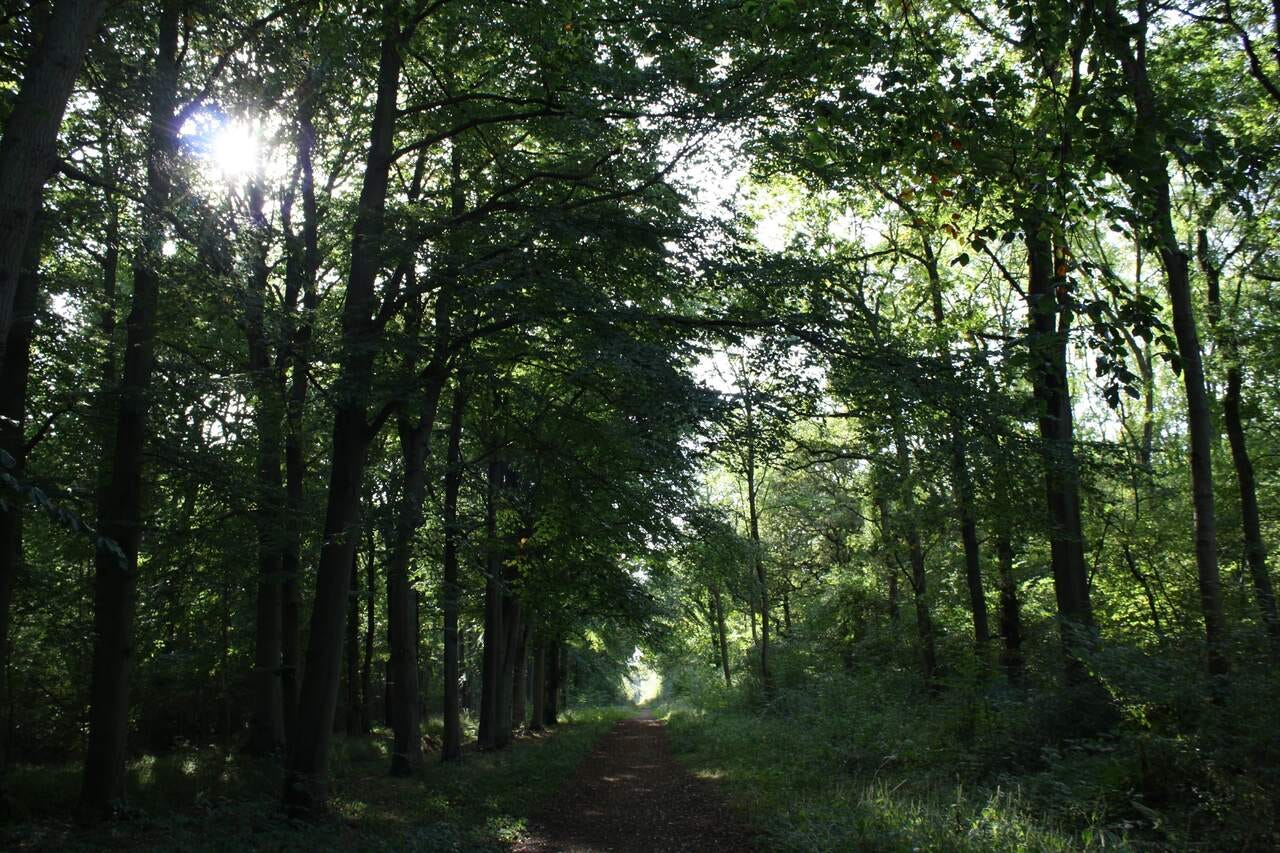 Walk into the woods