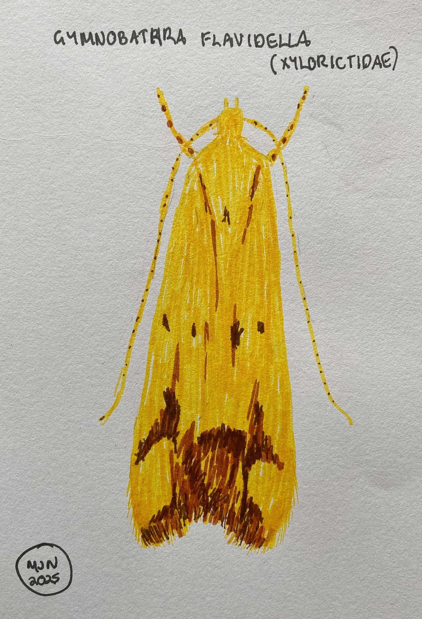 Felt ben drawing of a yellow moth with brown markings and fringe on wing-tips. I didn't see any pink despite the name. Gymnobathra flavidella, Xyloryctidae