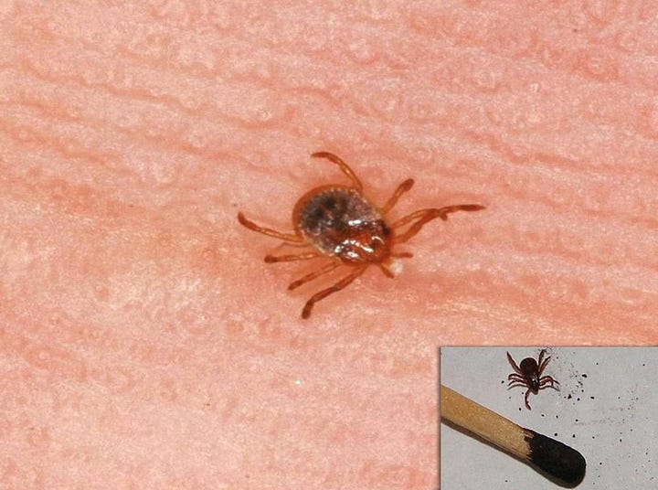 dog tick (green back ground) - lone star tick (red) - black legged tick (black background) - Western black legged tick (on stick)  - 