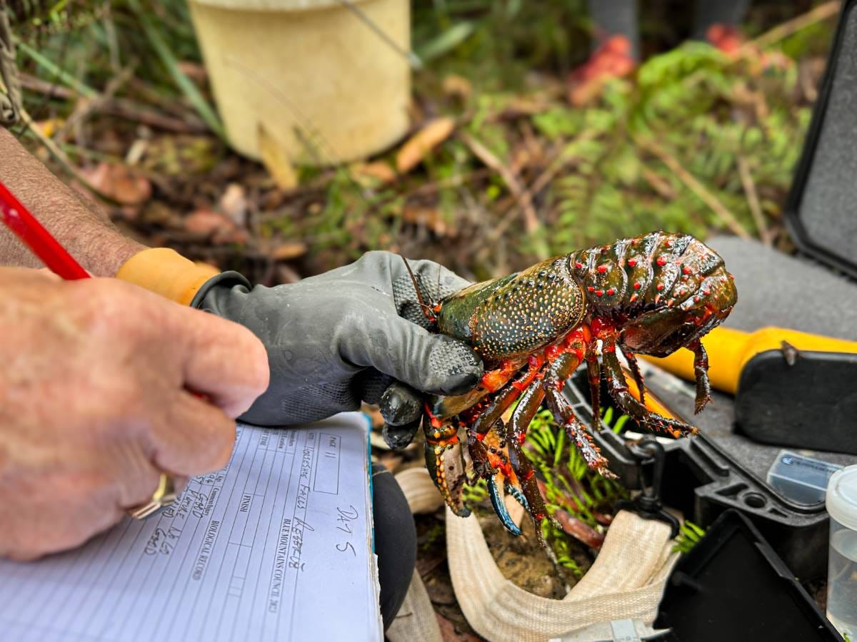 Taking measurements at the recent Blue Mountains Crayfish Survey in Hazelbrook. Taking measurements at the recent Blue Mountains Crayfish Survey in Hazelbrook.