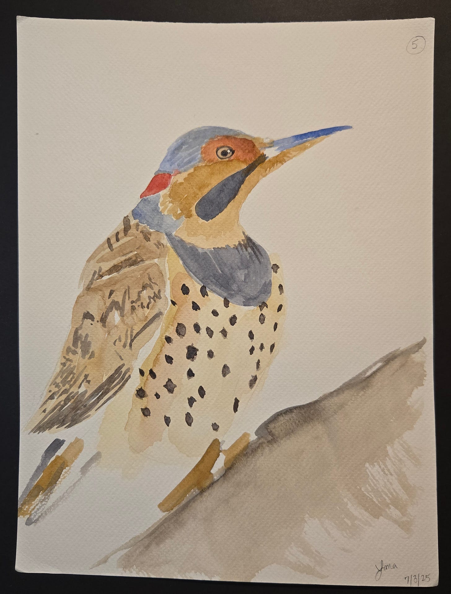 Watercolor painting of a gilded flicker woodpecker with spotted breast, red nape, and gray wings perched on a branch.