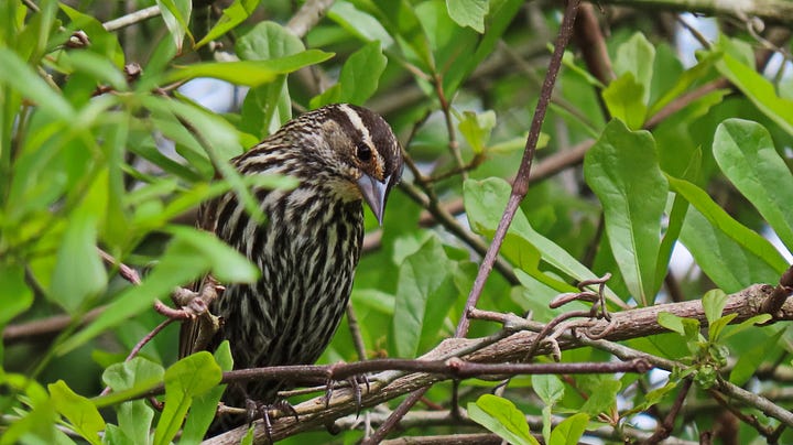 Brown and white striped birds at a feeder and in bushes