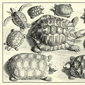 DIVENDRES #24: Jo també vull ser un pirata!