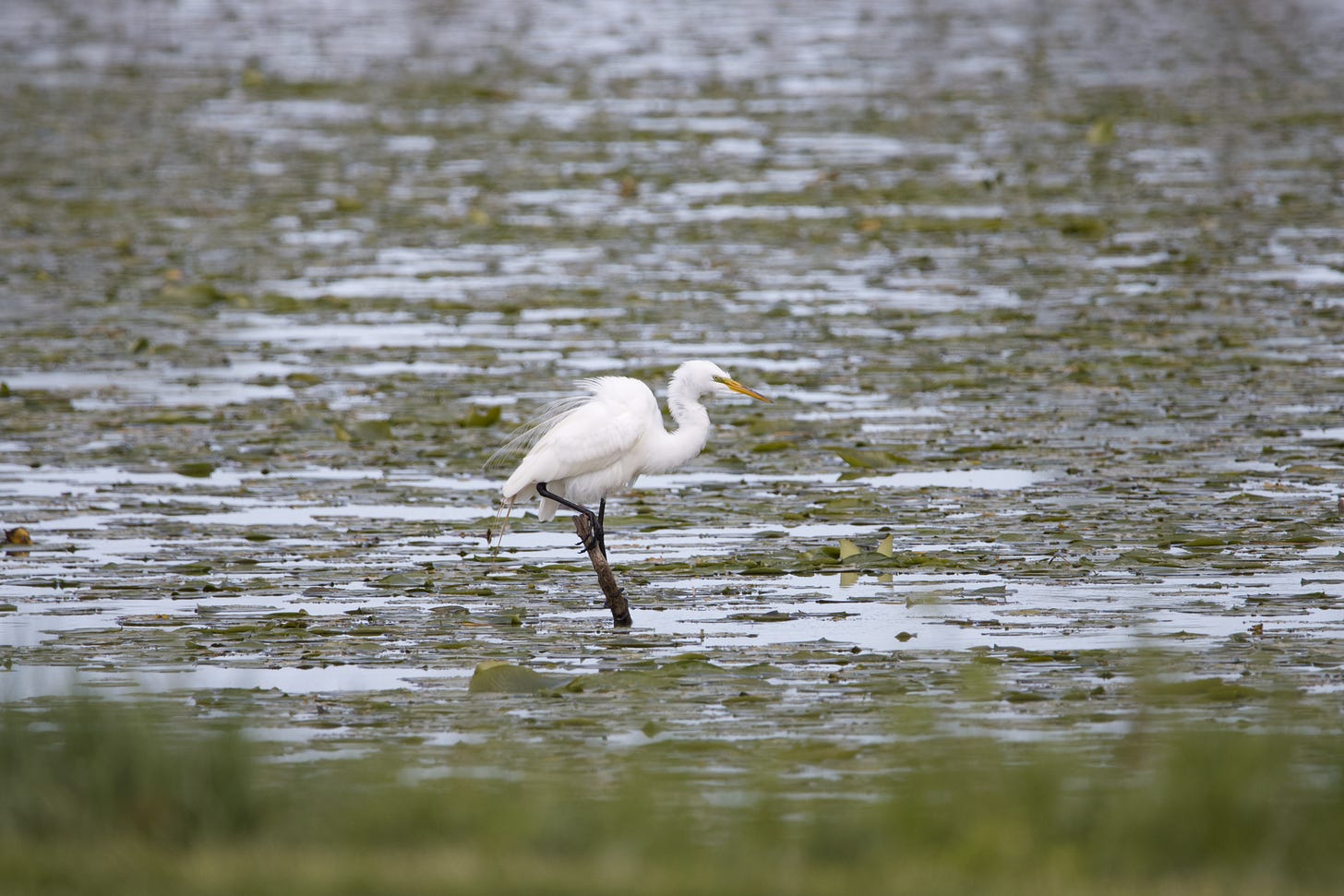 a great egret (a white water bird with yellow beak) perches on a snag in a swampy area