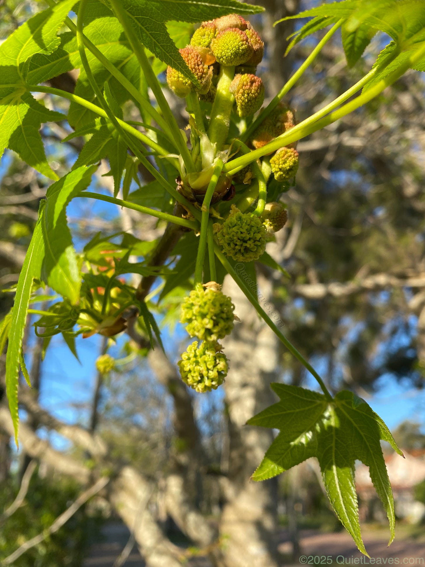 Зелёные женские соцветия ликвидамбара смолоносного висят поодиночке