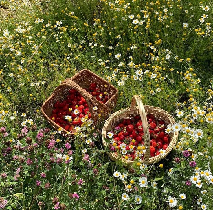 This may contain: two baskets filled with strawberries sitting on top of a lush green field covered in wildflowers