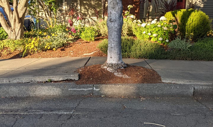 Photos of street trees lifting up sidewalk concrete around them.