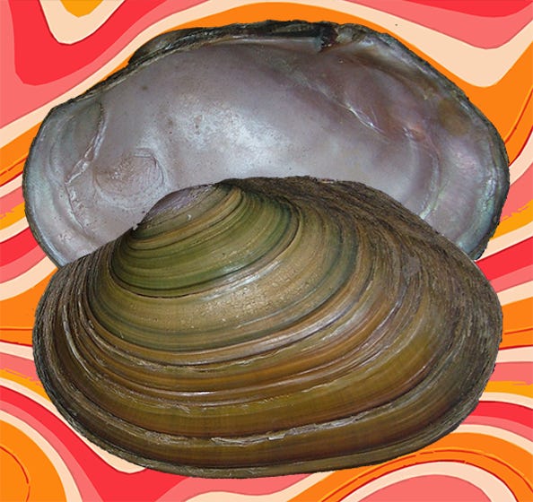 Yellow-green valves with pink nacre on a red-orange background. Yellow-green valves with pink nacre on a red-orange background.