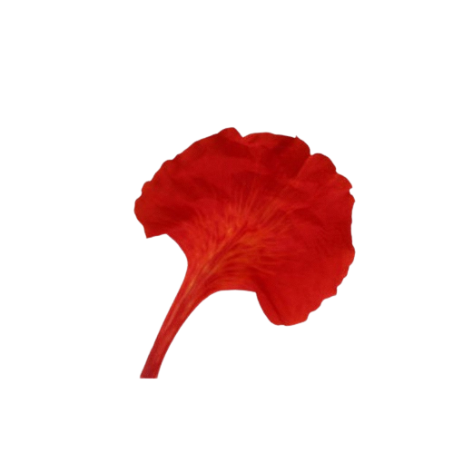 gulmohur’s Substack