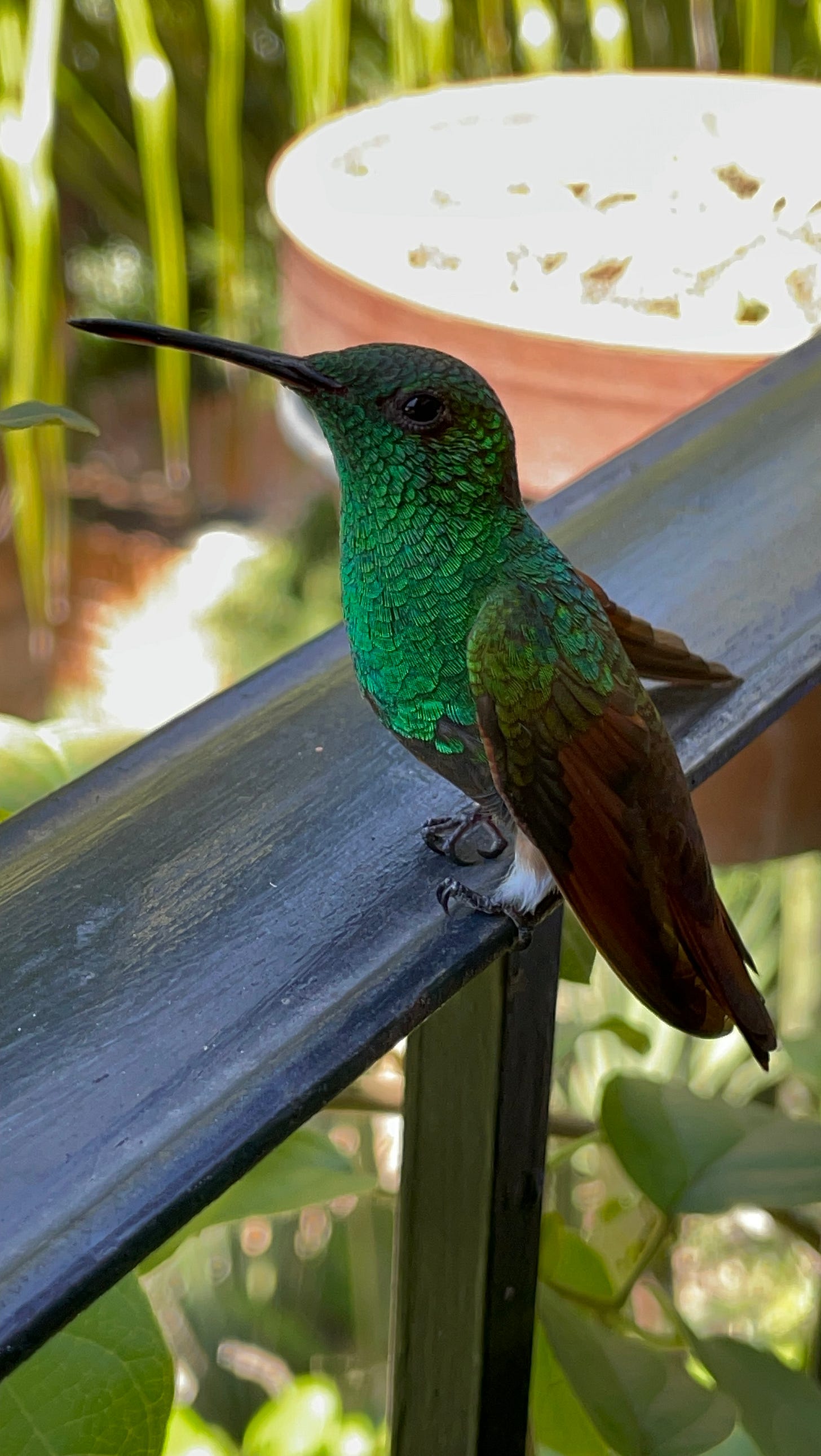 A close-up photo of a Berylline Hummingbird sitting on an iron railing.
