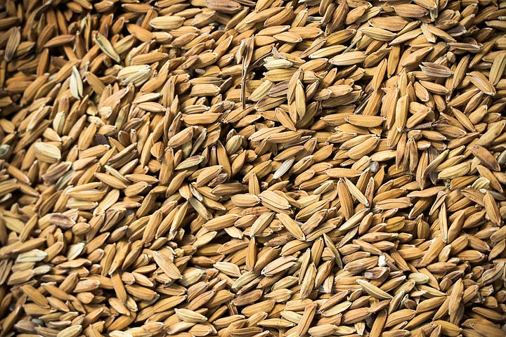 Jimmy Red Corn (left) and Carolina Gold rice grains (right); photos by by New Africa - adobe.stock.com and Robert Clark