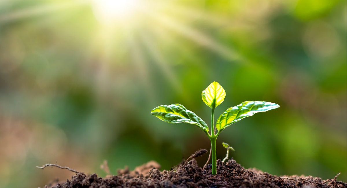 Degrowth: The Vision We Must Demand