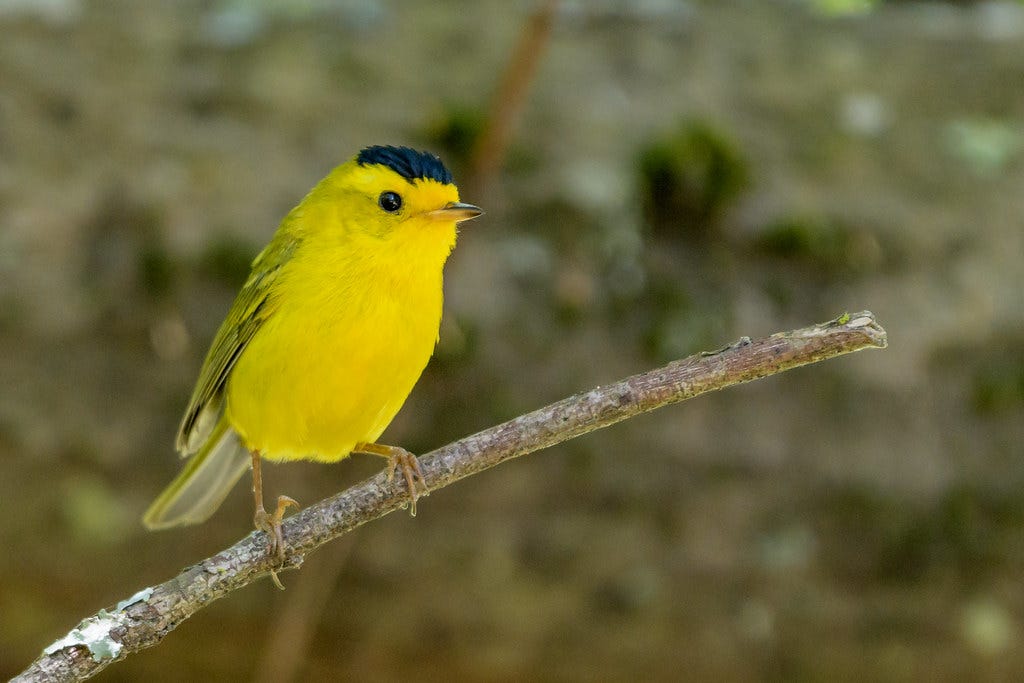 Wilson's Warbler (m) | Old San Pablo Trail, San Pablo Dam Re… | Flickr