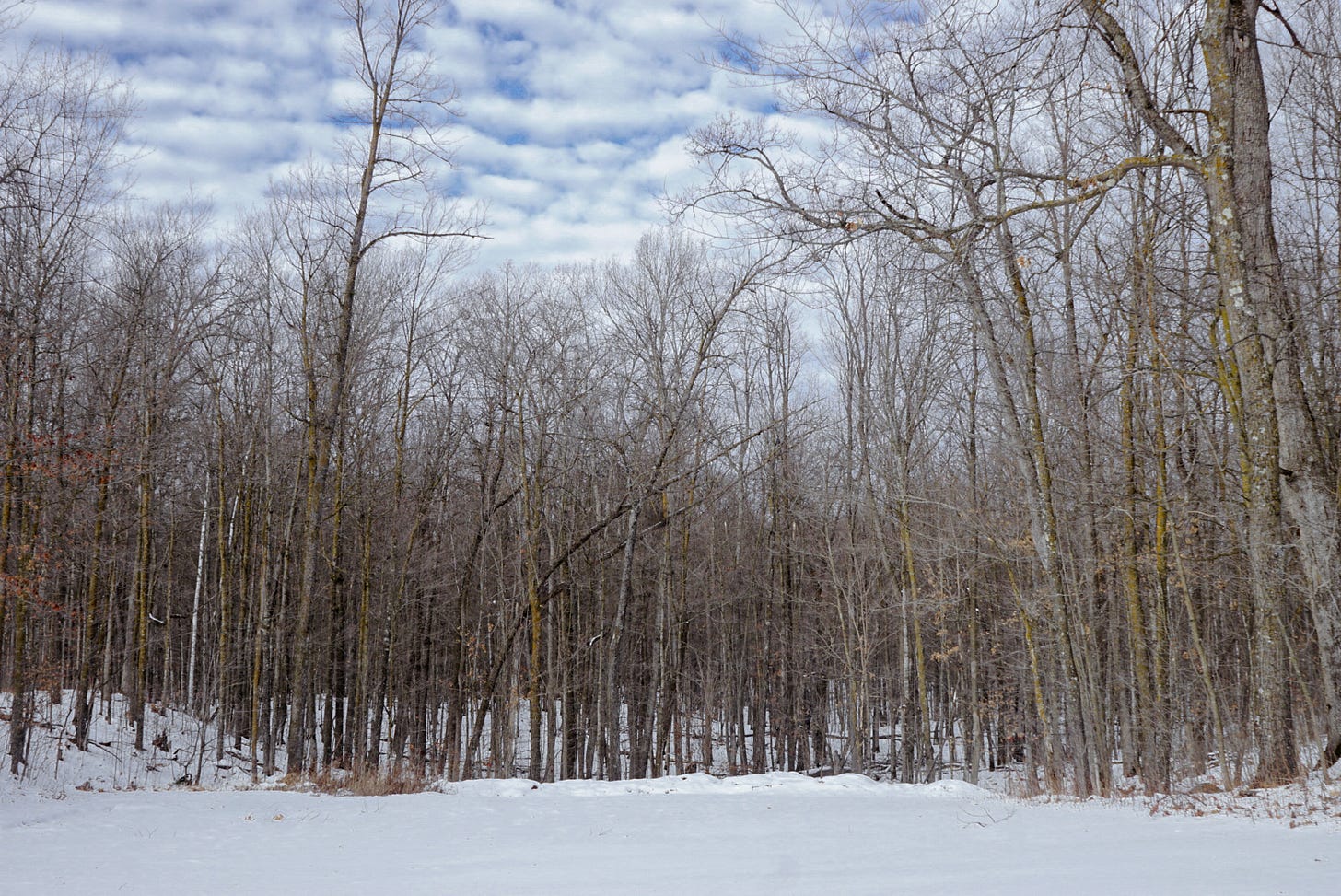 Picture shows barren trees and the blue sky with clouds, a winter scene