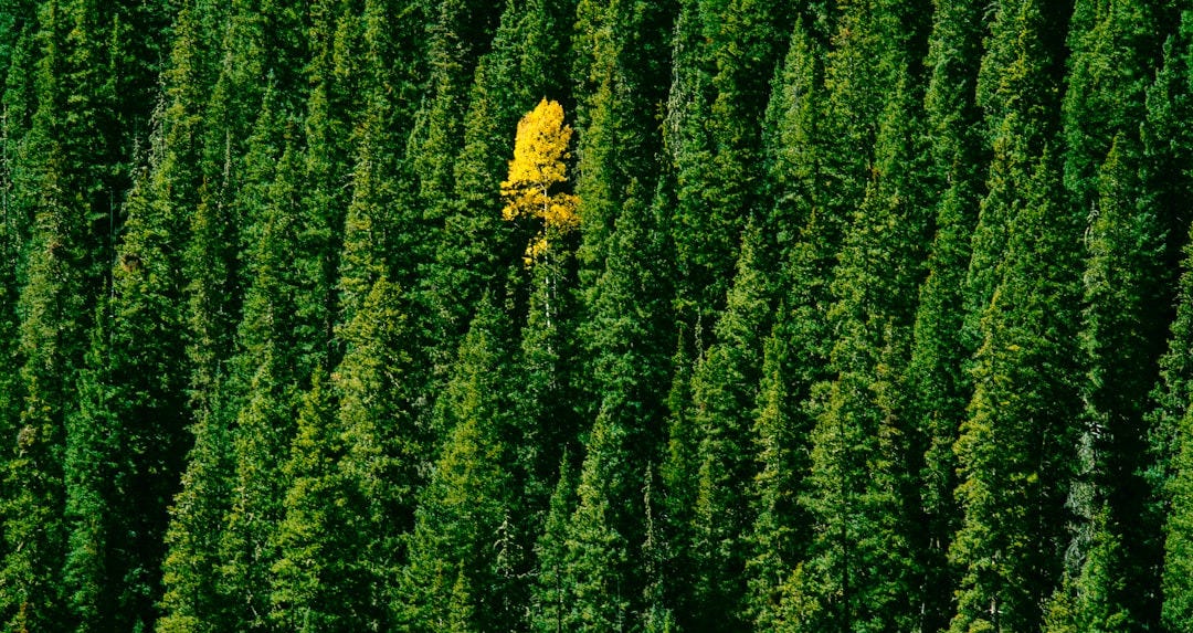 green leafed trees
