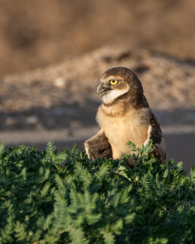 20250730-Marana-159-Edit.jpg 20250730-Marana-159-Edit.jpg