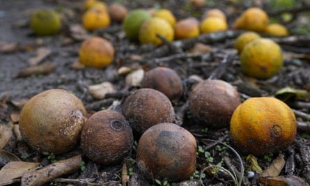 Waterlogged wheat, rotting oranges: five crops devastated by a year of  extreme weather | Drought | The Guardian