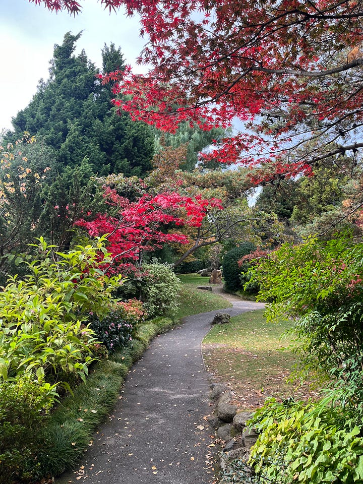 An autumn view of a peaceful Japanese garden