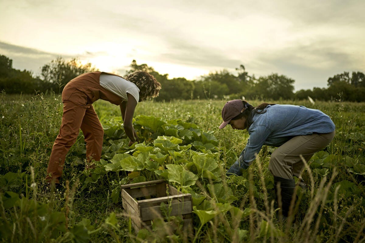 organic farming