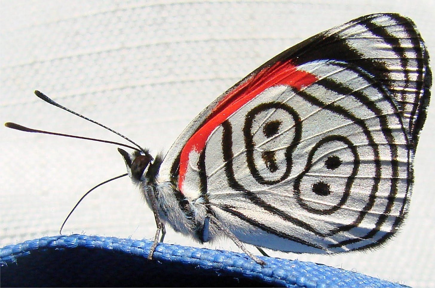 Borboleta 88: Uma Espécie em Risco de Extinção e a Importância de sua Conservação