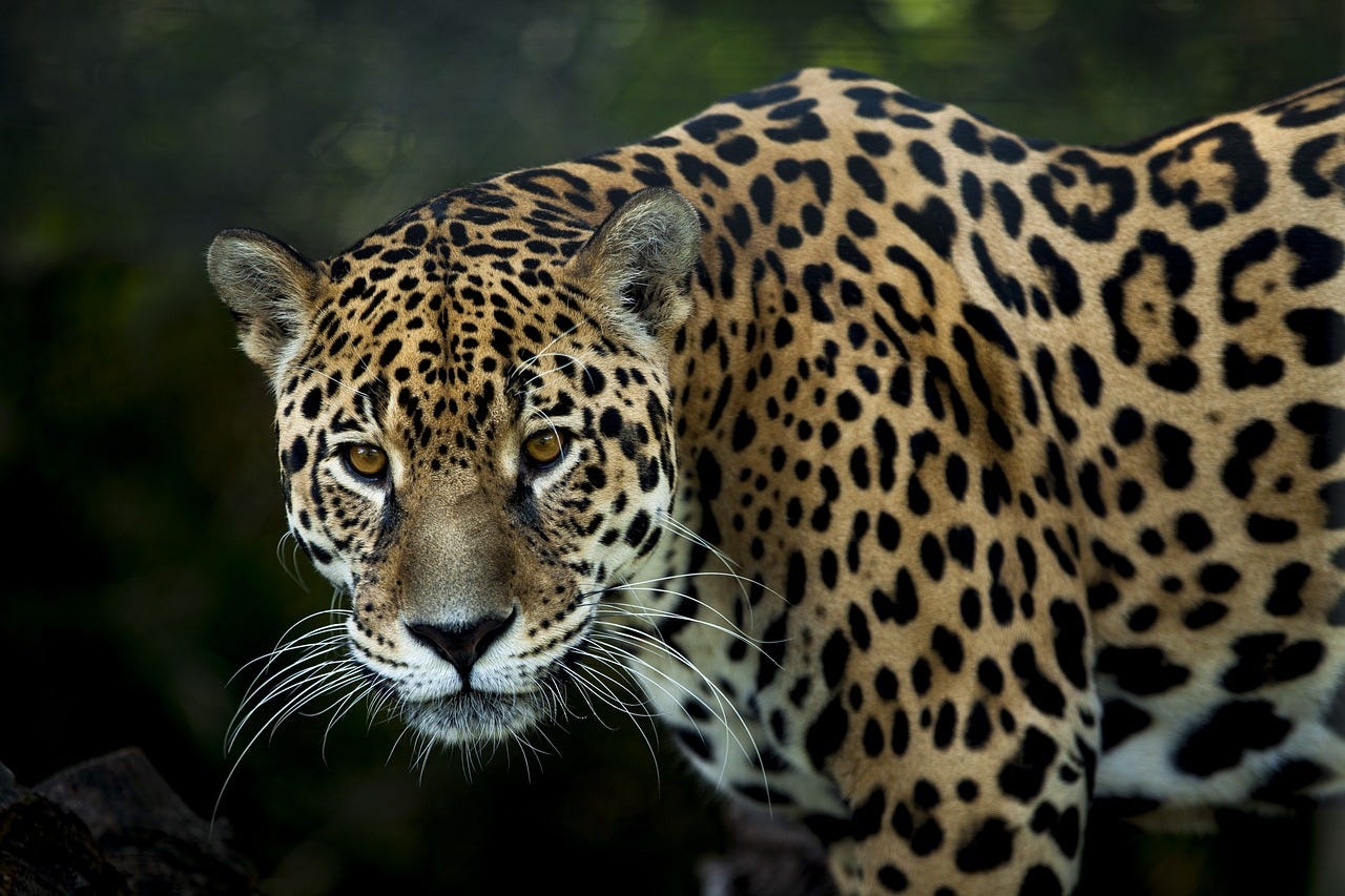 Jaguar in Belize