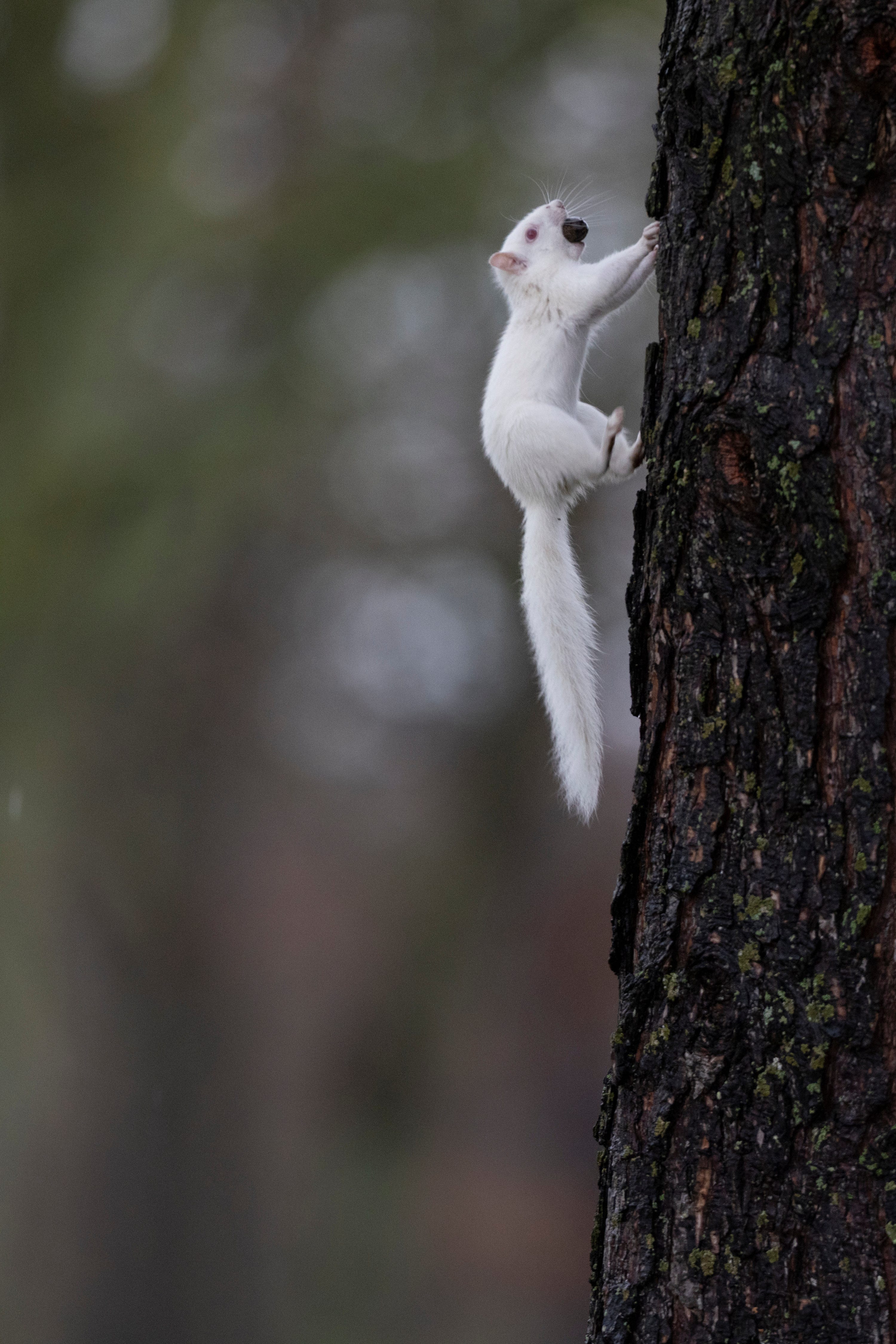 The White Christmas Squirrel's Message To You