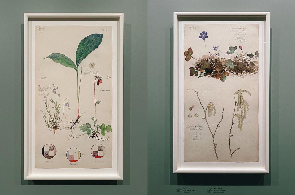 af Klint botanical drawings
