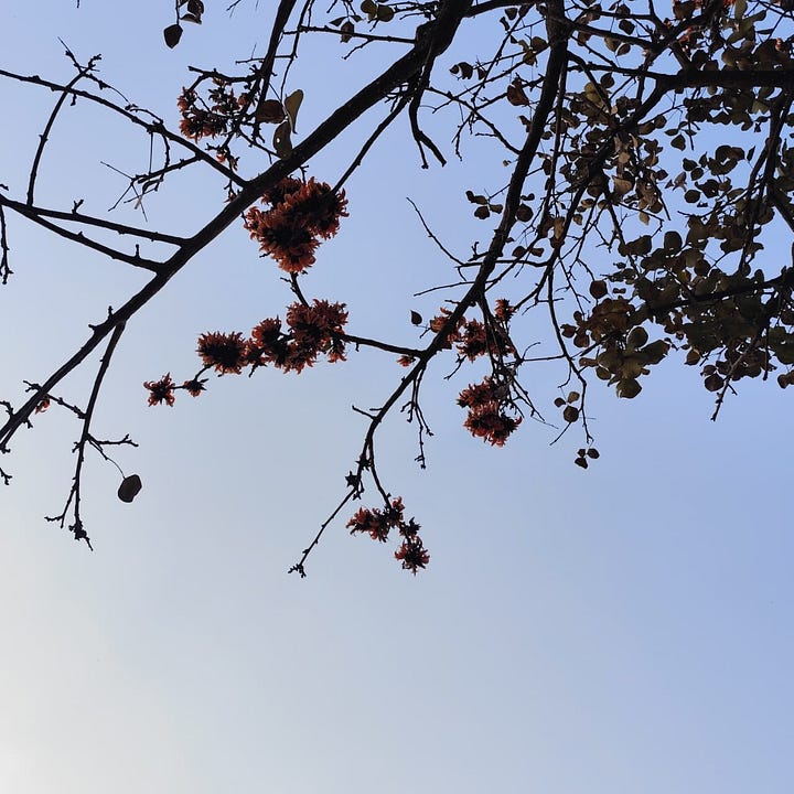 Assorted flowers on hillside