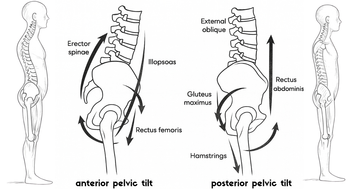 Met For Pelvic Rotation The Pelvis in Motion: How Gait, Slings & Pelvic Control Shape ...