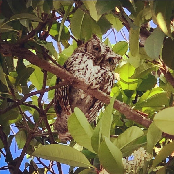 photo of Coconut the owl