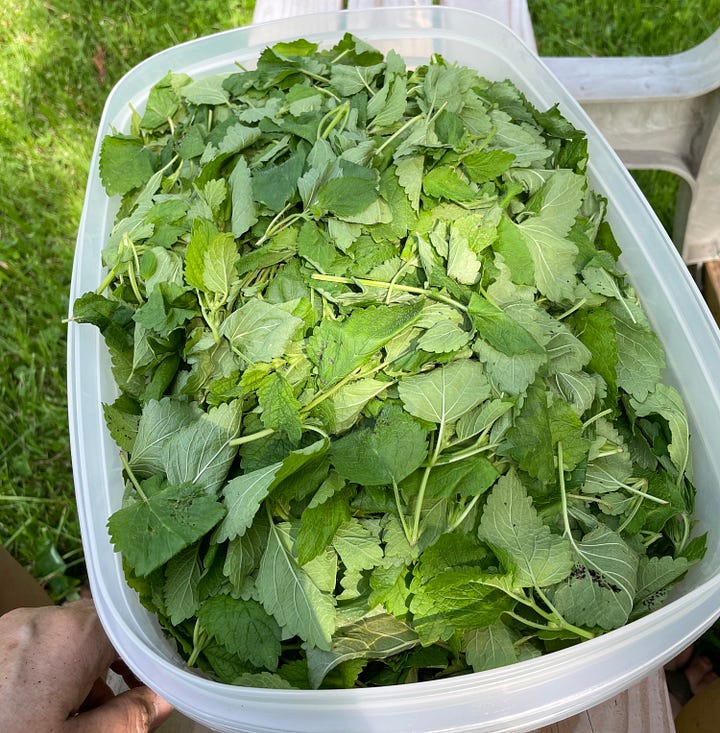 Left, kitty yawning and right, catnip leaves