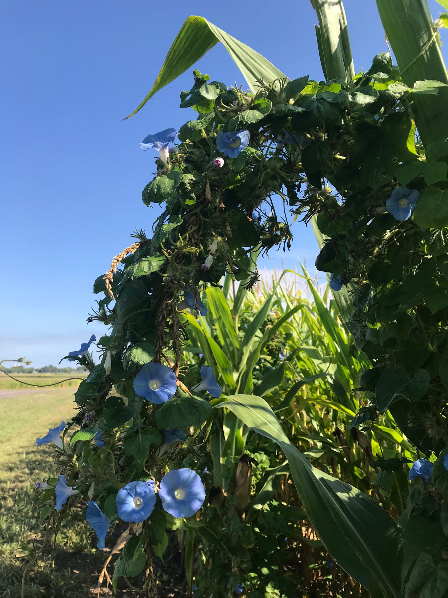 A farm field in central Illinois