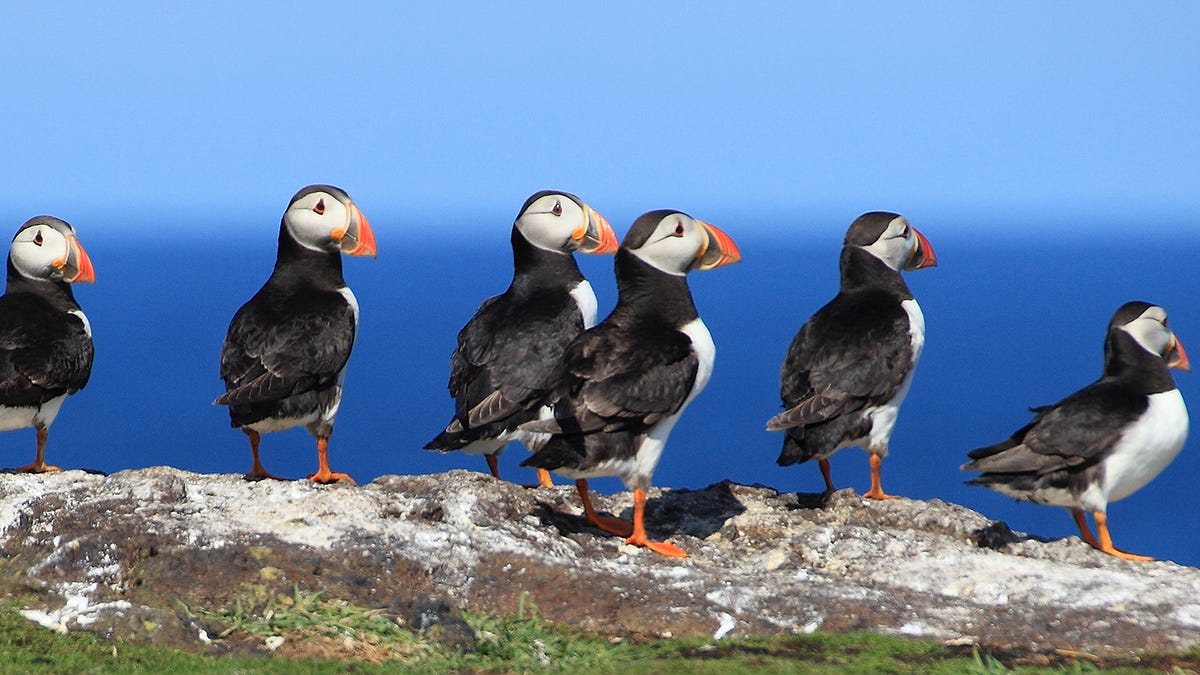 Stack Rocks Puffins Where to See Puffins in Scotland - @Scotland