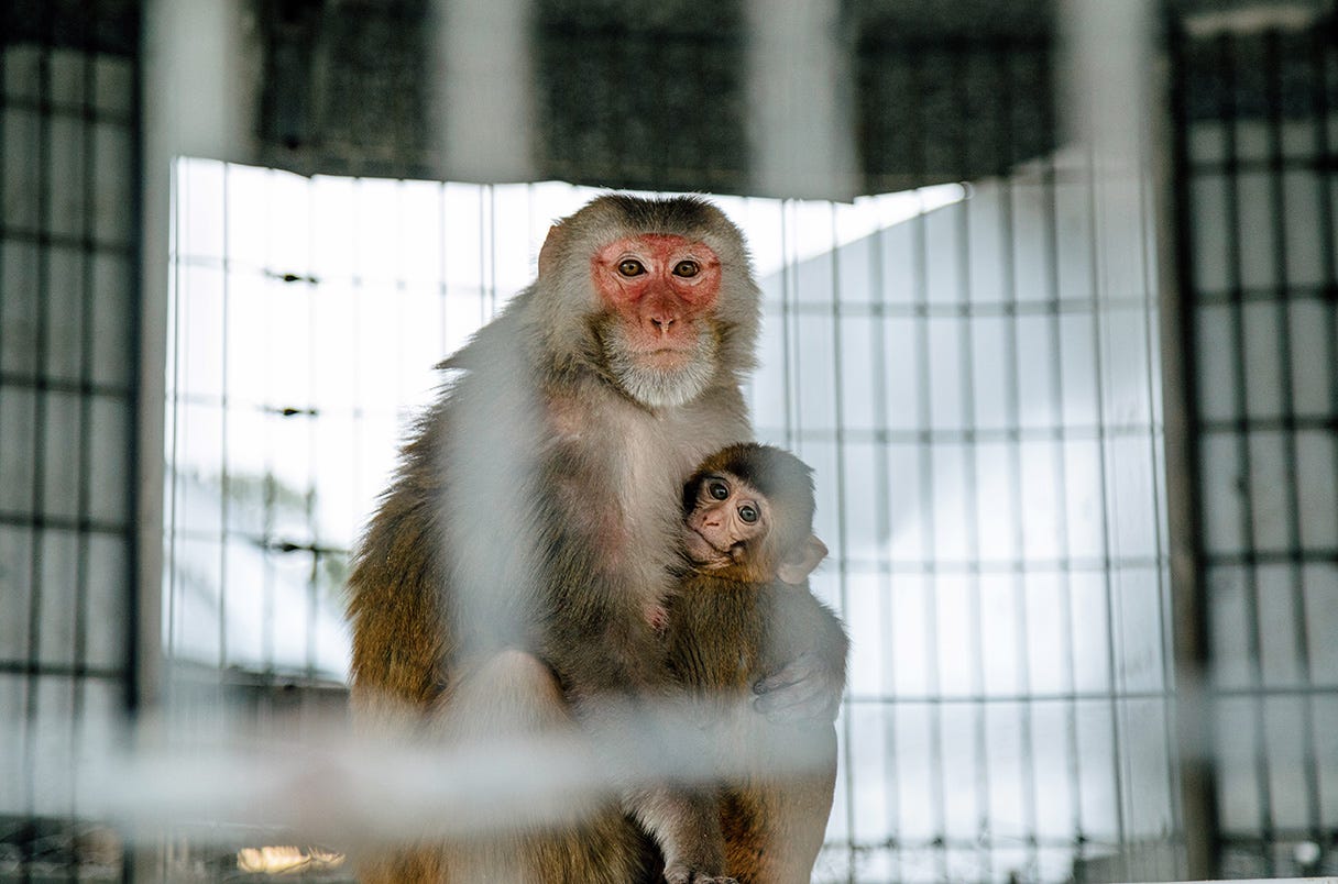 pink-faced rhesus macaques in a cage
