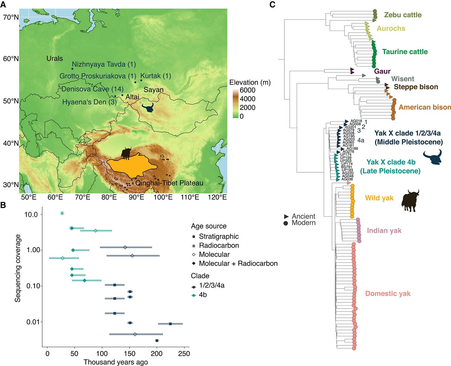 A three-panel figure with a map of the sites, a timeline showing age of fossils, and the mitochondrial tree with yak x and other bovines A three-panel figure with a map of the sites, a timeline showing age of fossils, and the mitochondrial tree with yak x and other bovines