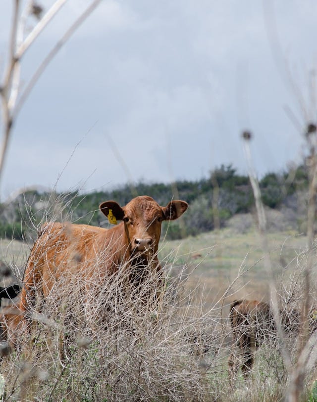A brown cow stares at us. It's on a brown and green grassfield and in the foreground is dry brush.
