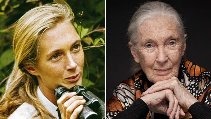 Jane Goodall Dead: Pioneering Chimpanzee Researcher And Animal Advocate Was  91