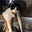 Necrolemur's avatar