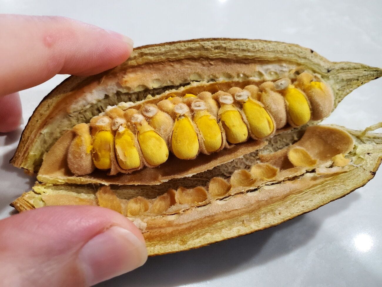 Brachychiton acerifolius [roasted pod - Newington] 20230506_170345 sml.jpg