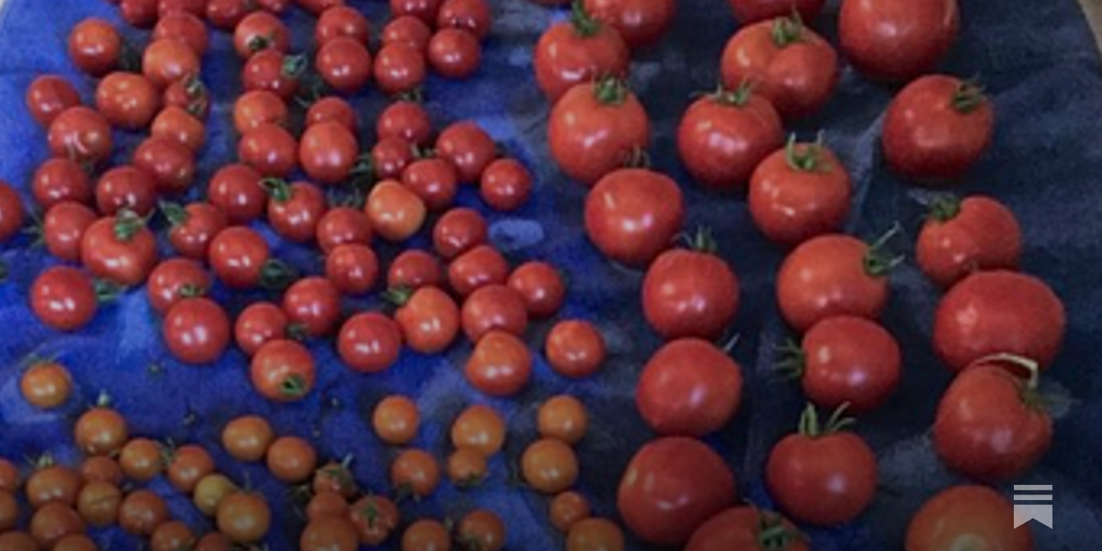 The 2026 Tomato Preview Show! - by Fred Hoffman